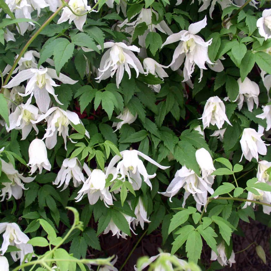 Княжик вайт свон