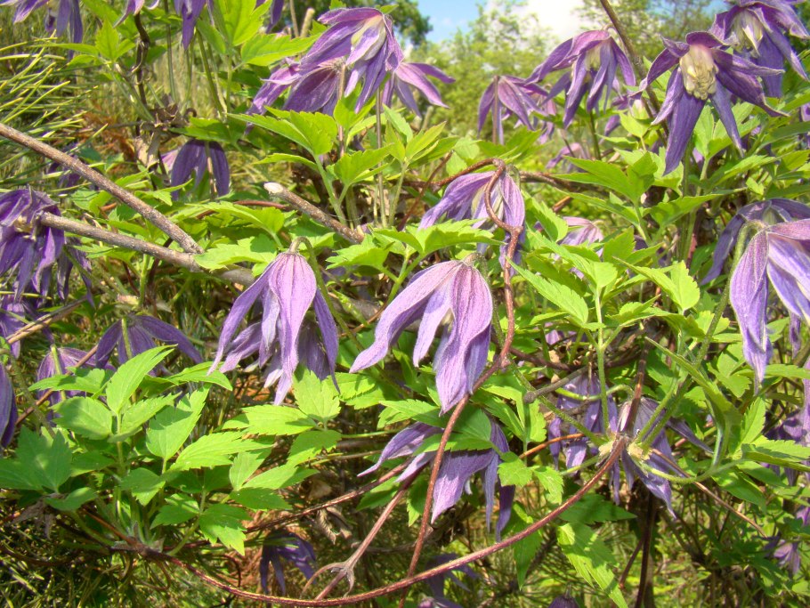 Лиана княжик сибирский