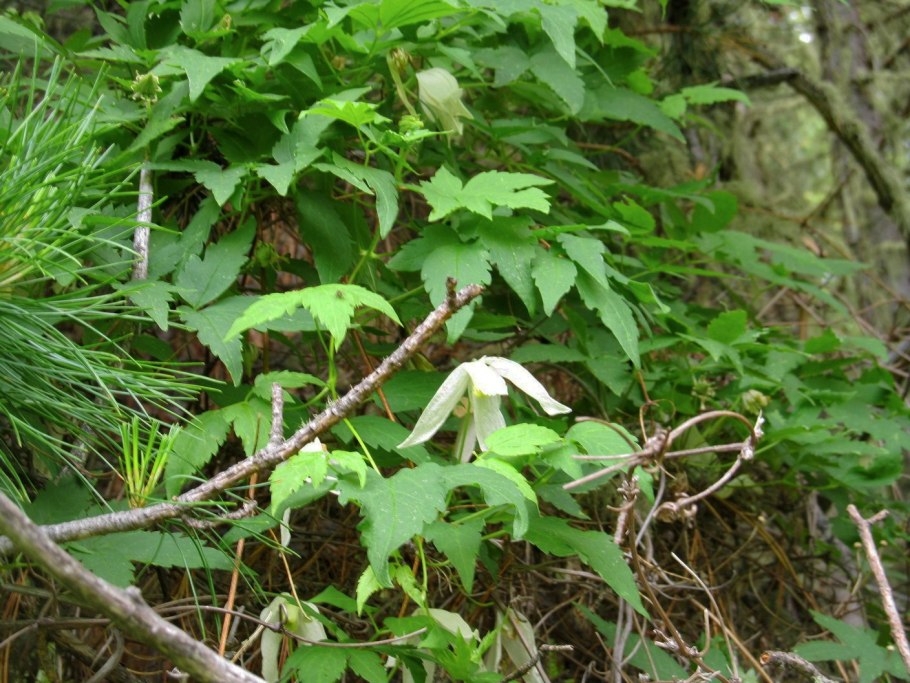 Княжик охотский