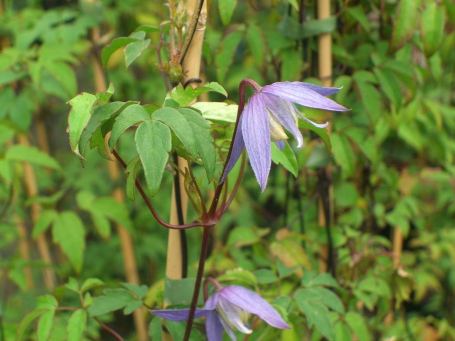 Княжик клематис