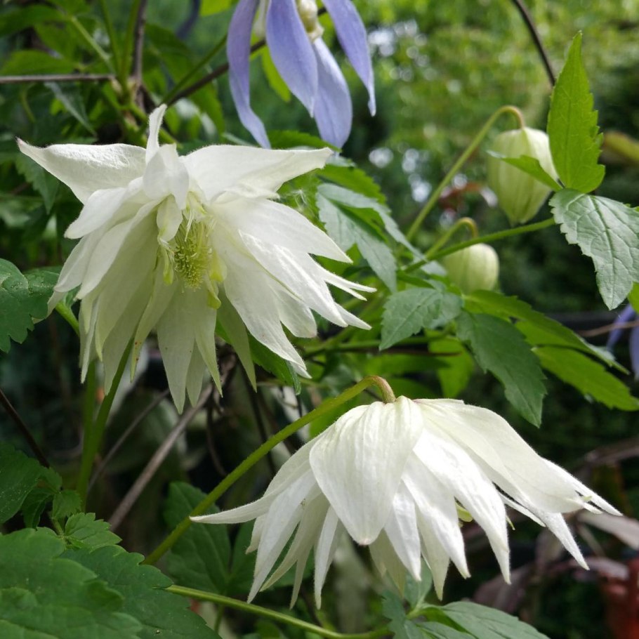 Княжик альбина плена