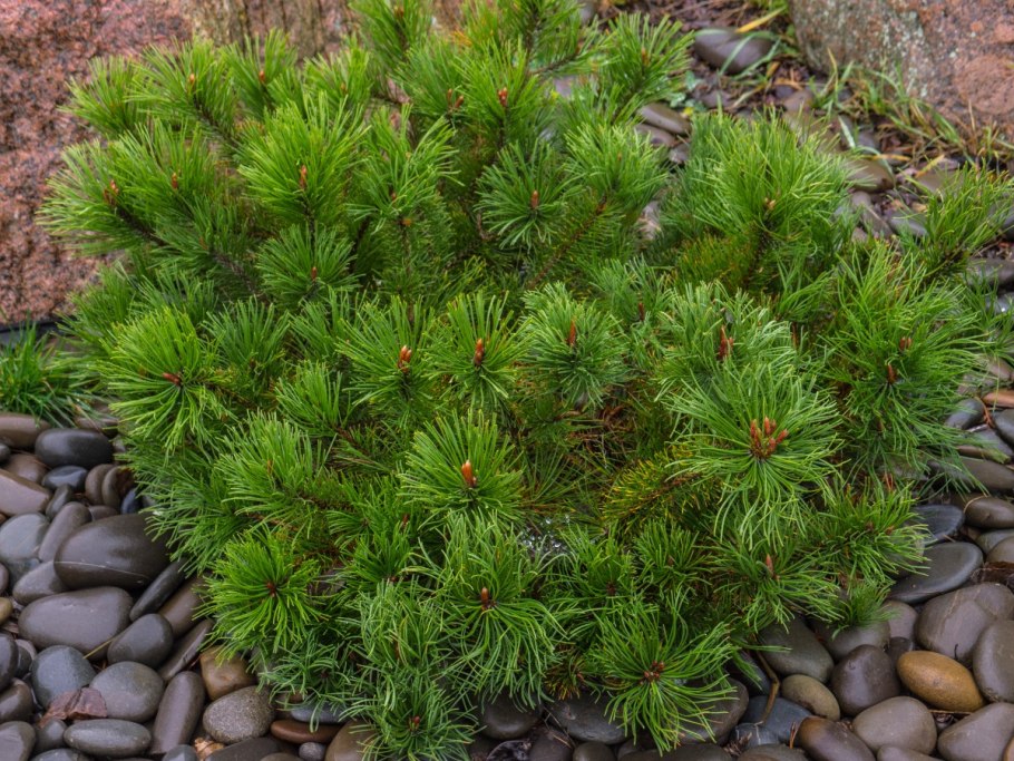 Сосна Культера шишка