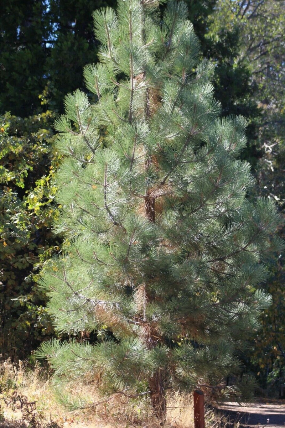 Pinus coulteri