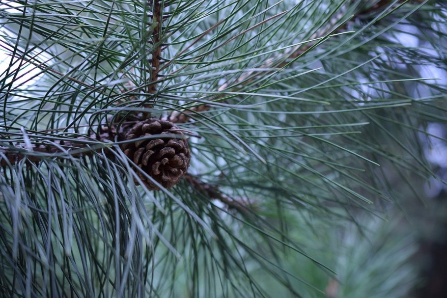 Pinus lambertiana шишка