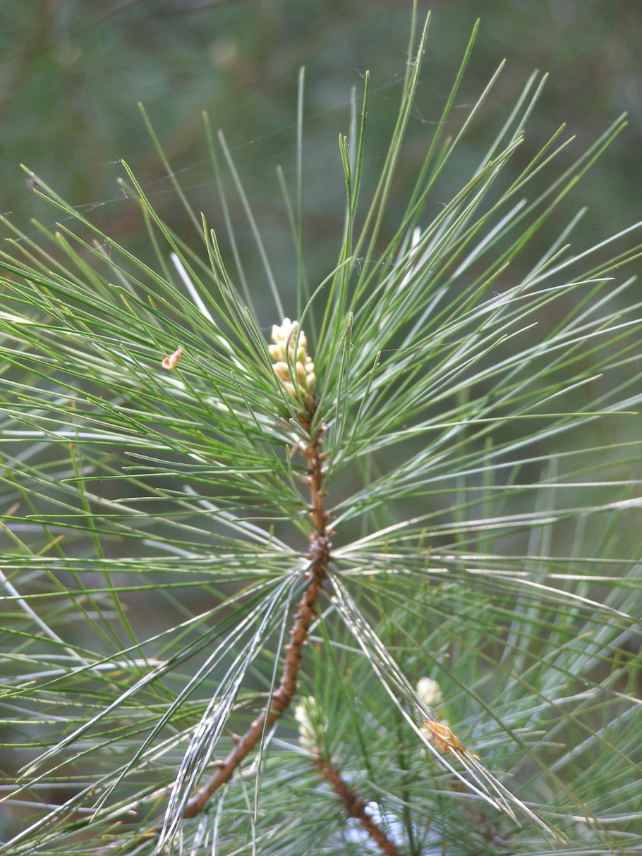 Сосна Пицундская шишка