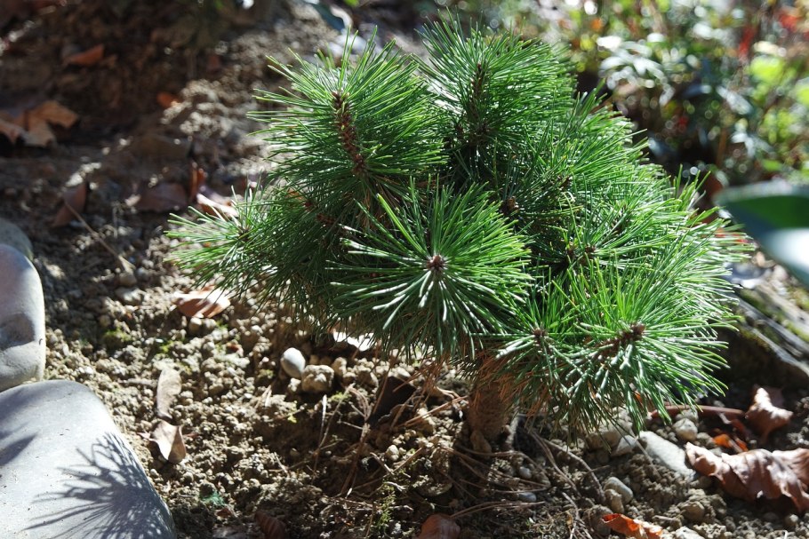 Сосна Культера coulteri