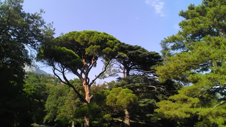 Сосна Культера купить сувенир шишку