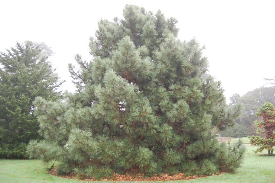Pinus coulteri
