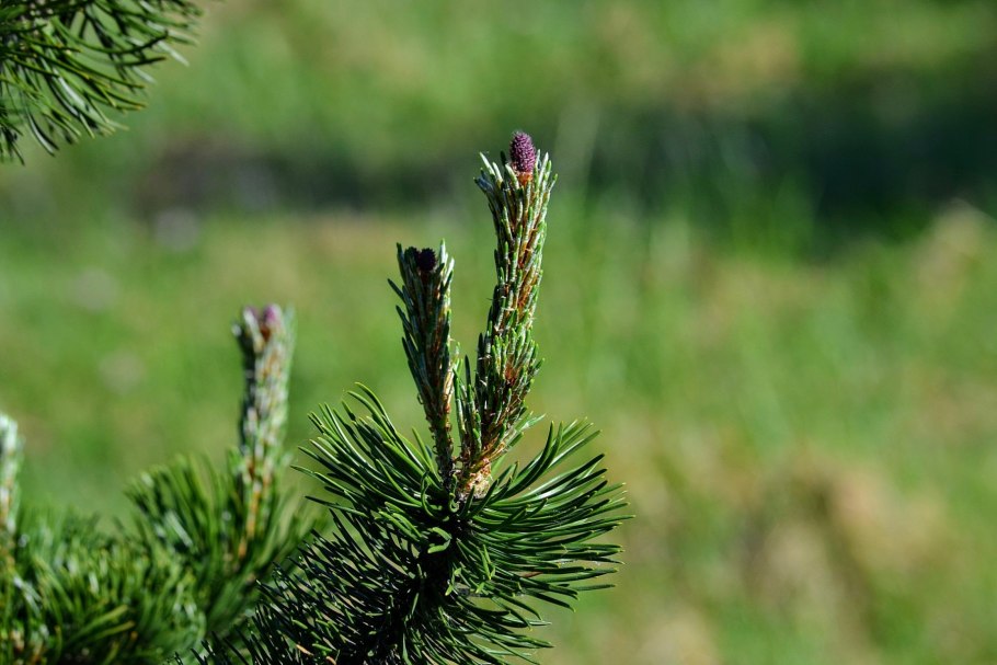 Pinus Radiata