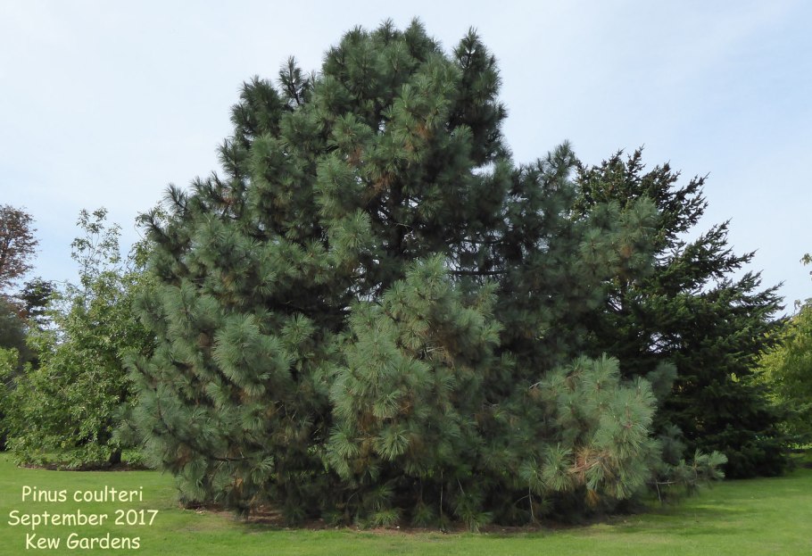 Pinus coulteri
