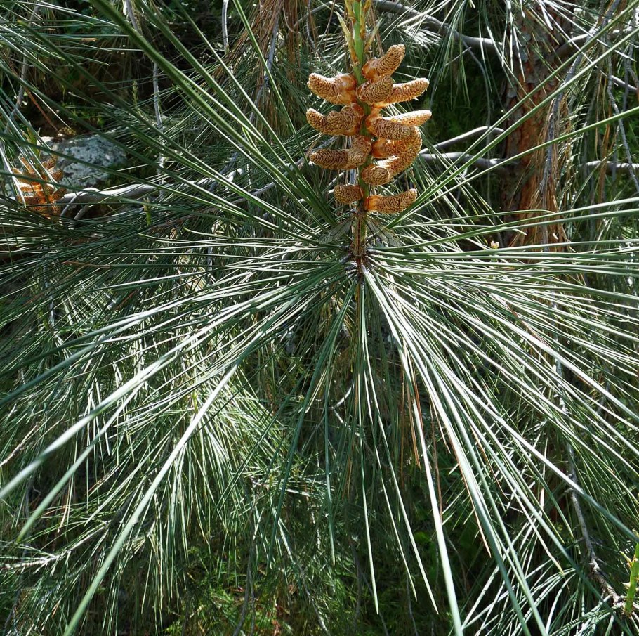 Pinus sabiniana