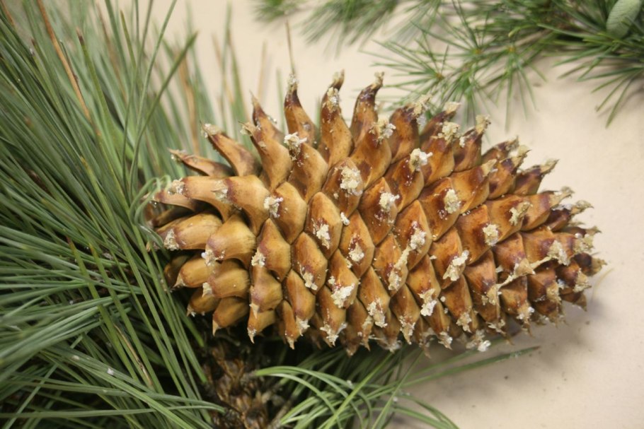 Pinus Montana шишки