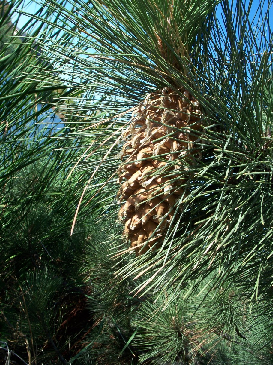 Сосна Горная Якобсен