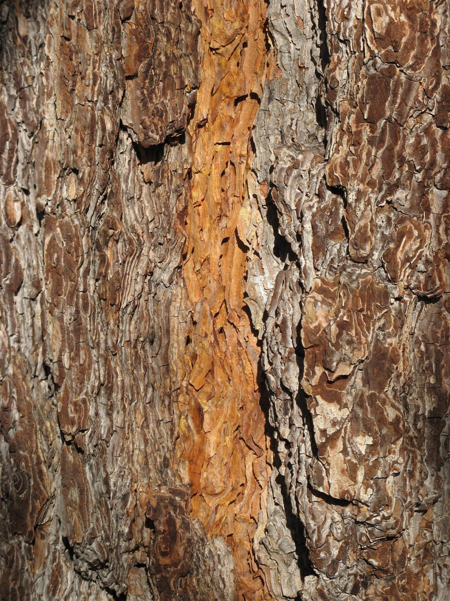 Сосна румелийская шишки