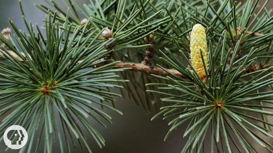 Cedrus atlantica glauca