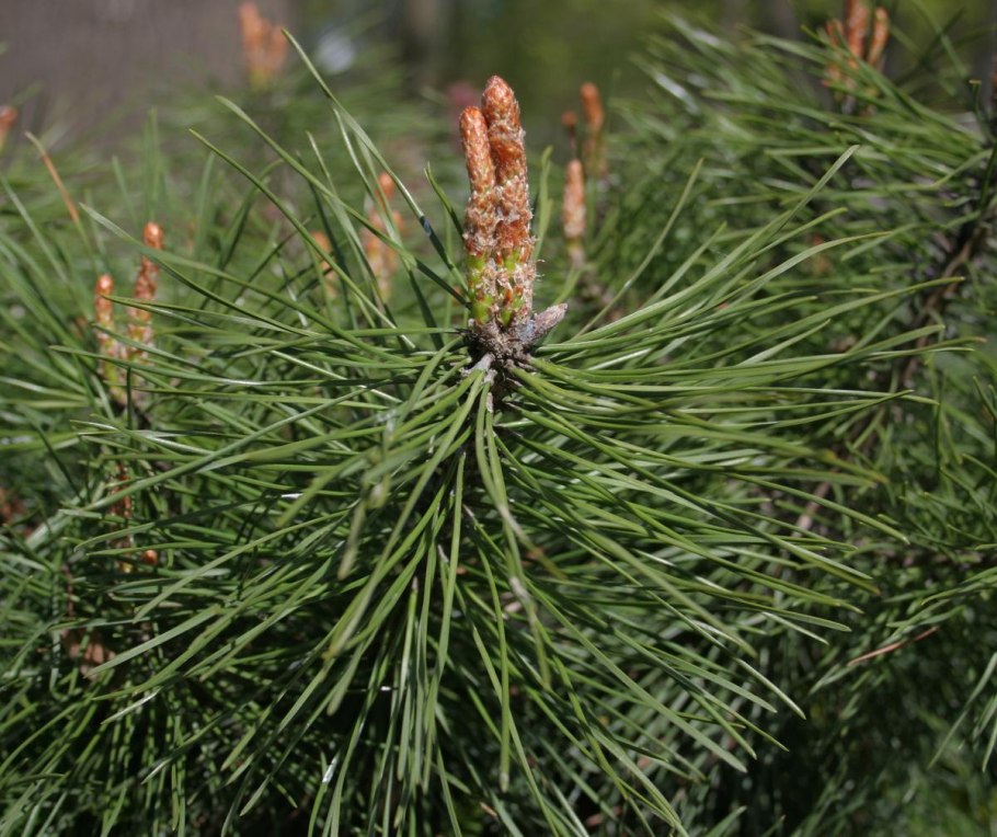 Сосны Культера («Pinus coulteri»)