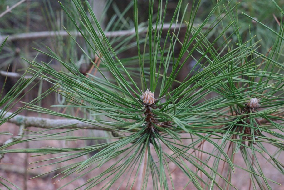 Сосна обыкновенная хвоинки