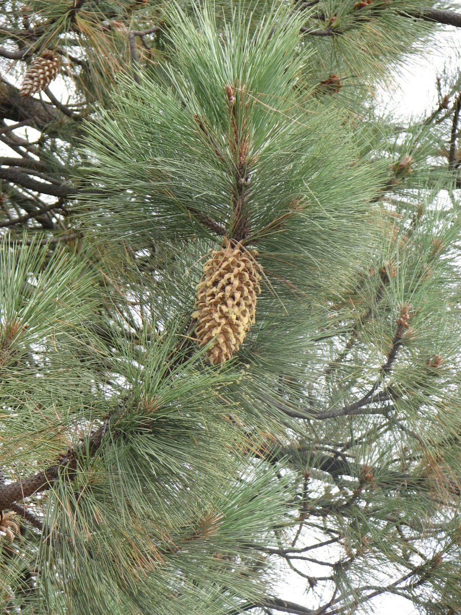 Интродукция деревьев