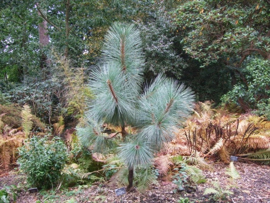Pinus sabiniana