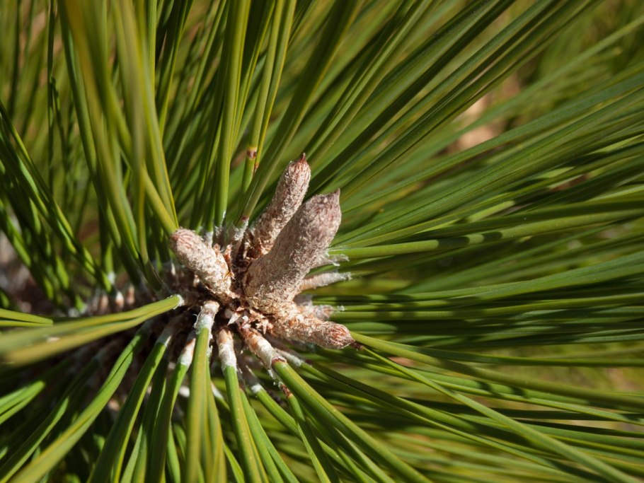 Сосны Культера («Pinus coulteri»)