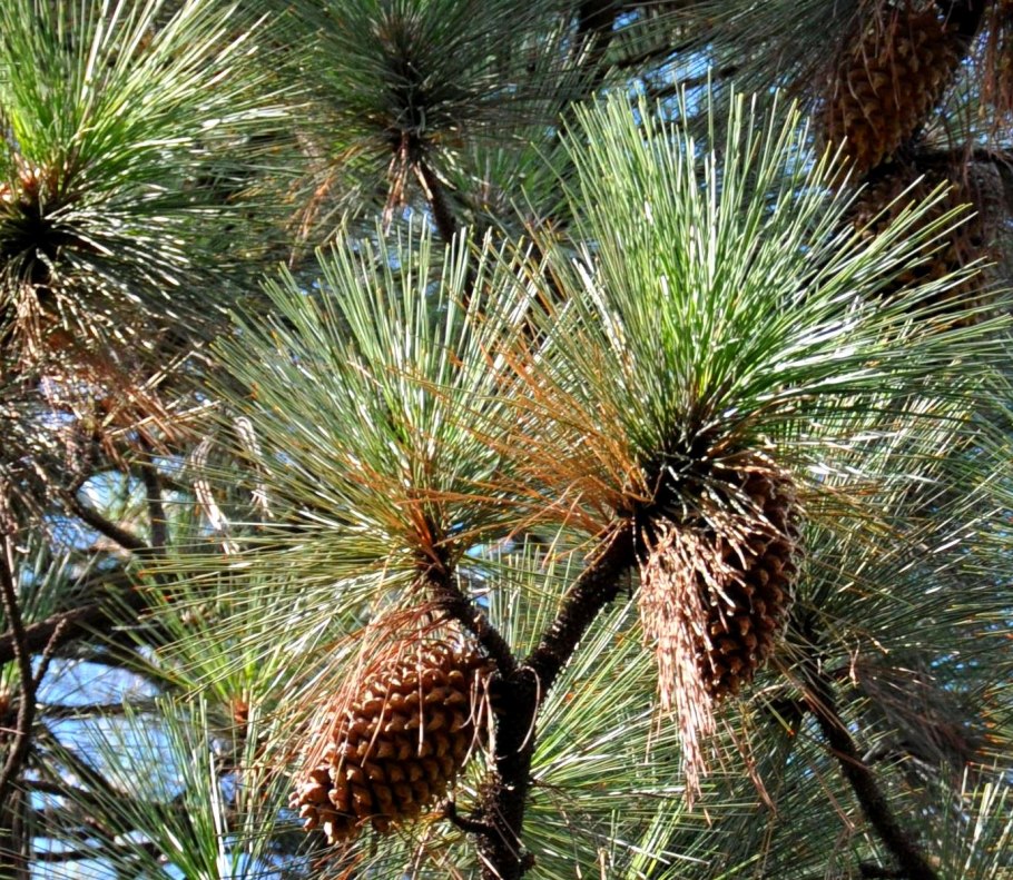 Pinus sabiniana