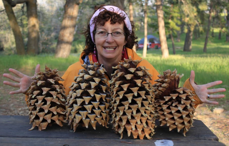 Дерево шишка в Дагестане