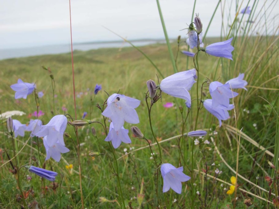 Campanula rotundifolia