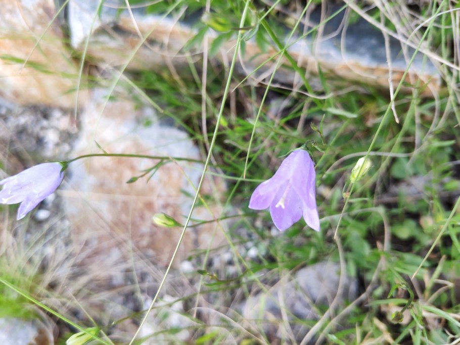 Колокольчик узколистный