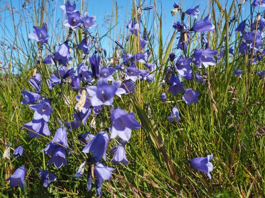 Полевые цветы колокольчики
