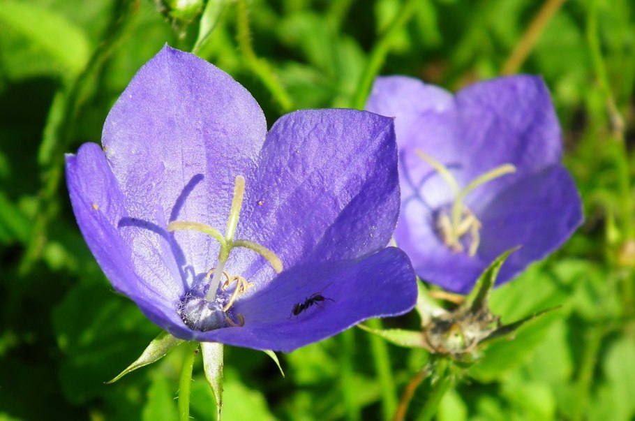 Колокольчик круглолистный Лавендер