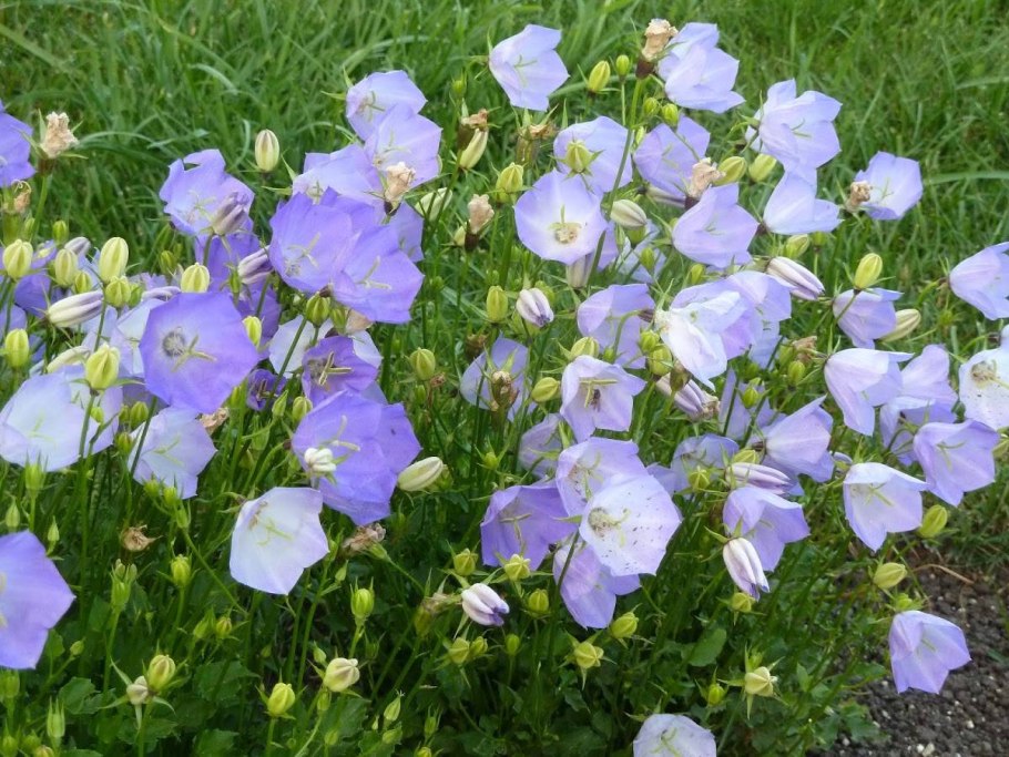 Синие луговые цветы