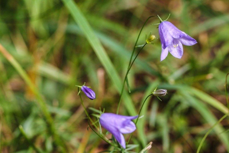 Campanula rotundifolia