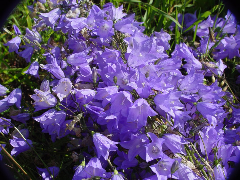 Campanula rotundifolia macro