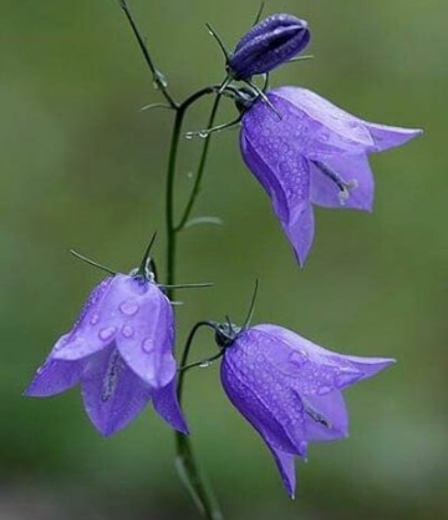 Цветок колокольчик