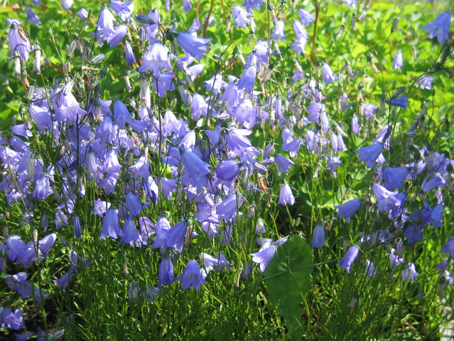 Колокольчик Ротундифолия