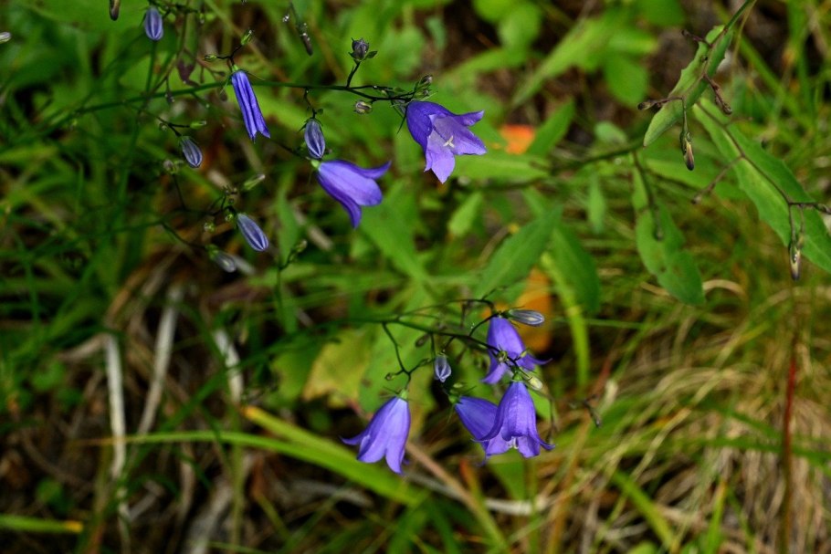 Колокольчик сибирский (campanula sibirica