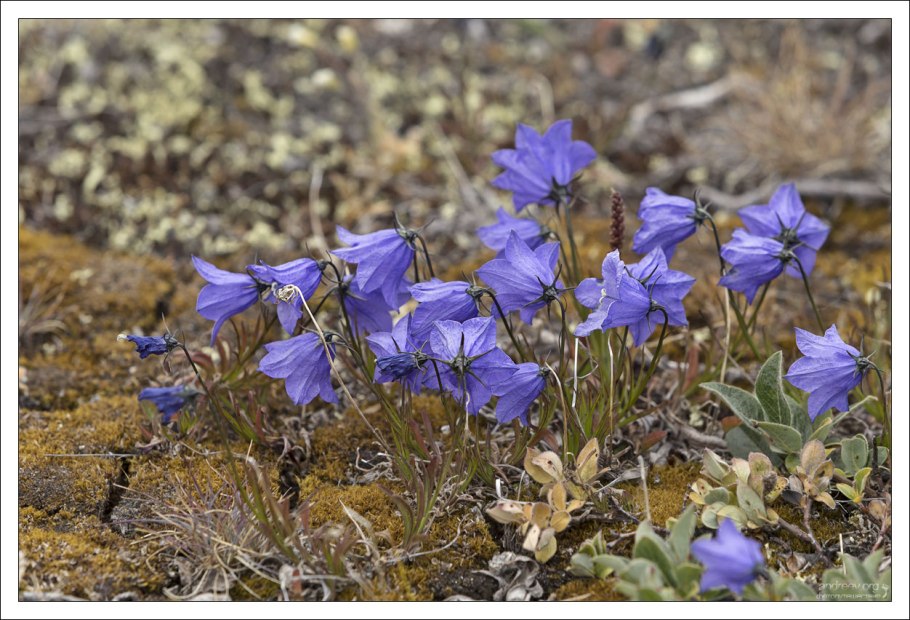 Campanula cochleariifolia