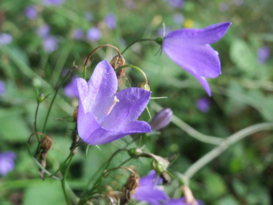 Колокольчик Сибирский