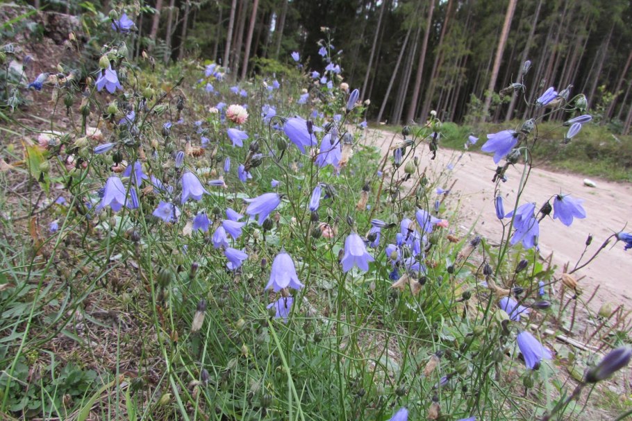 Колокольчик раскидистый в ландшафтном дизайне