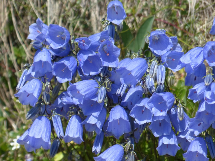Campanula rotundifolia
