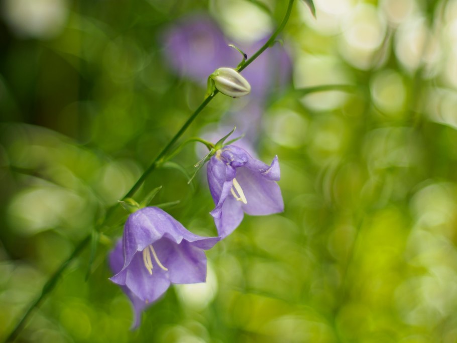 Колокольчик Ротундифолия