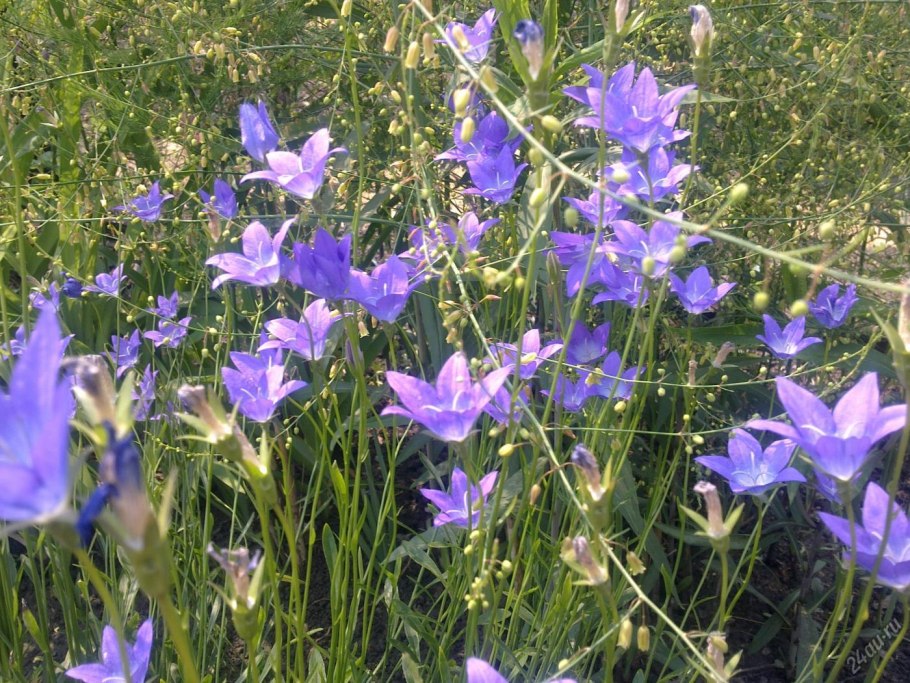 Campanula rotundifolia