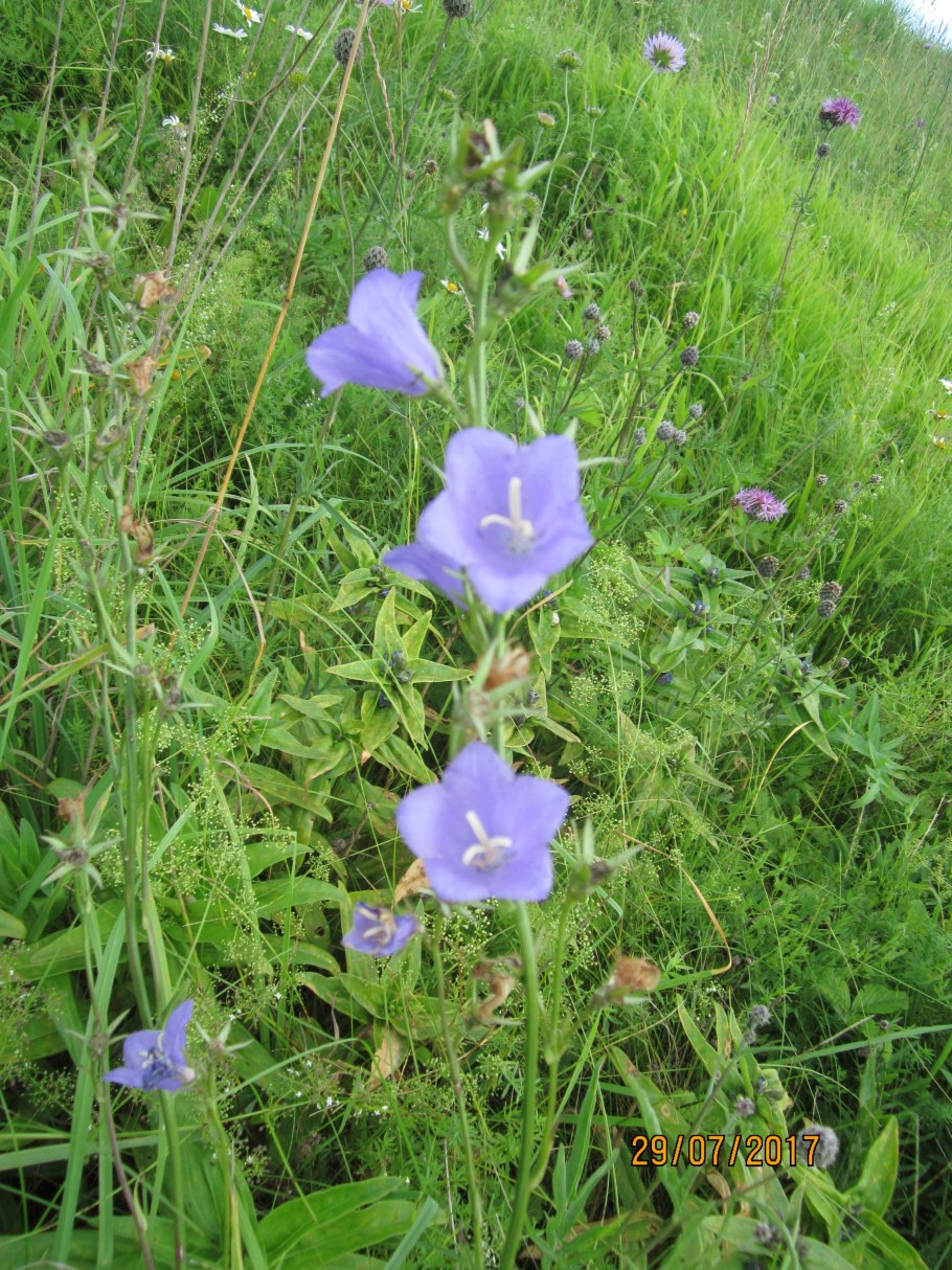 Колокольчик круглолистный лавендер