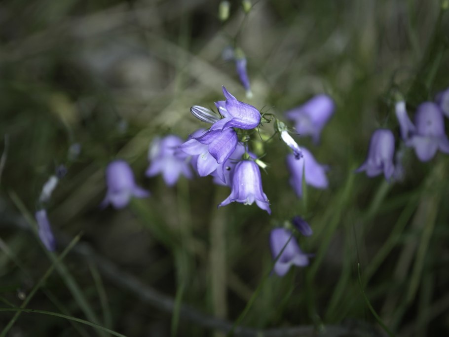 Колокольчики растут в поле