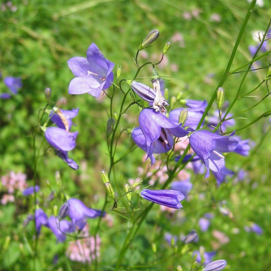 Колокольчик узколистный
