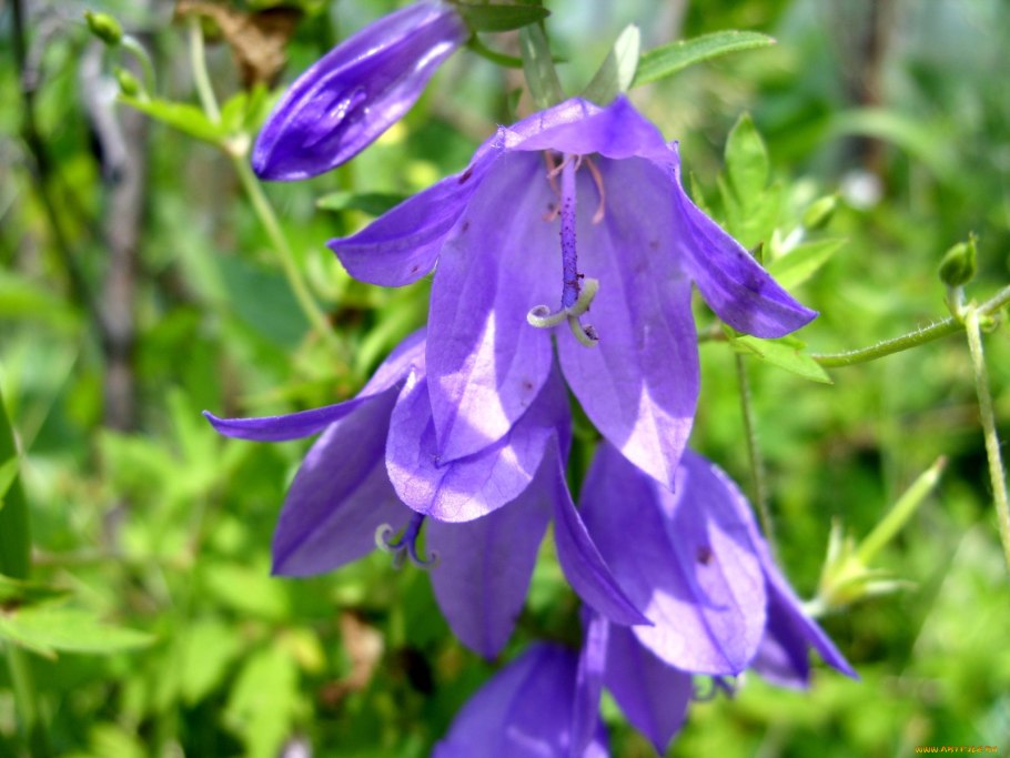 Колокольчик узколистный