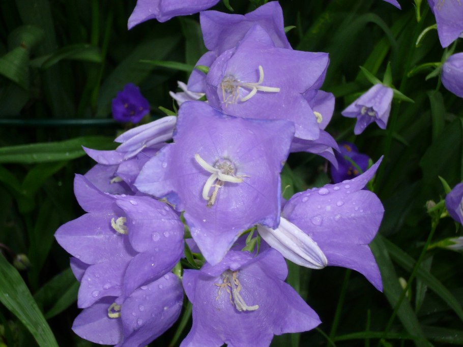 Колокольчик круглолистный белый