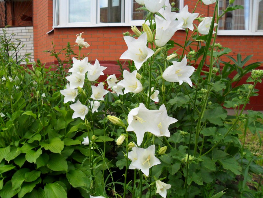 Колокольчик круглолистный Campanula rotundifolia
