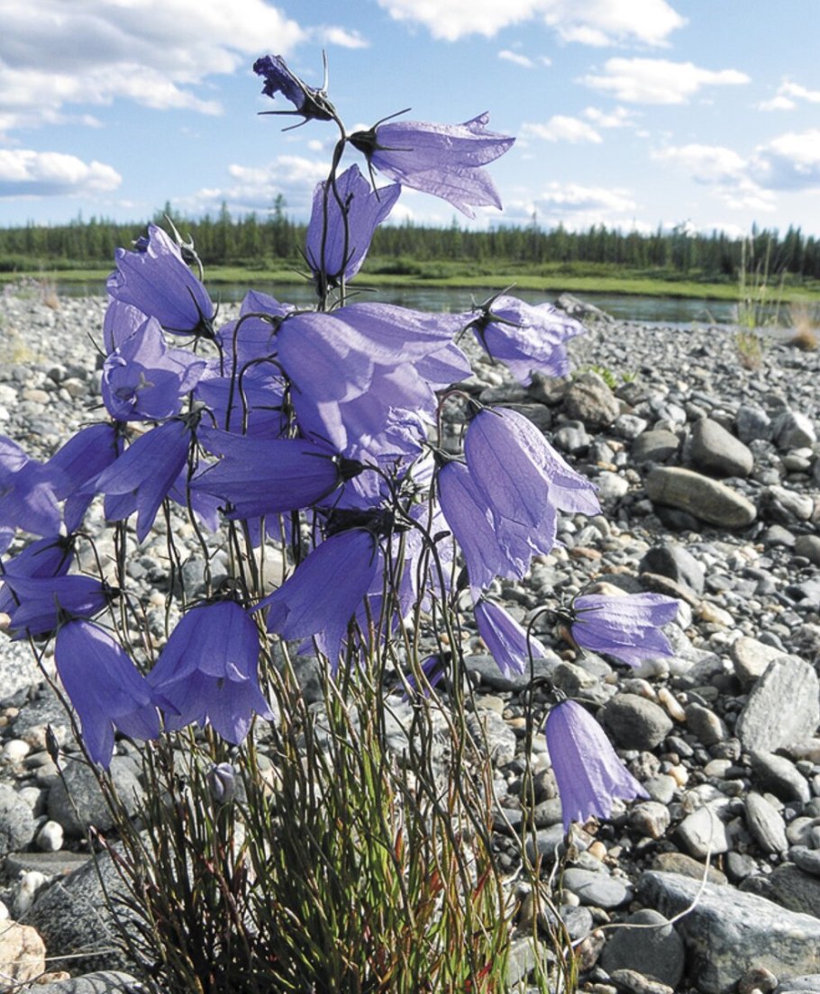 Колокольчик круглолистный Лавендер