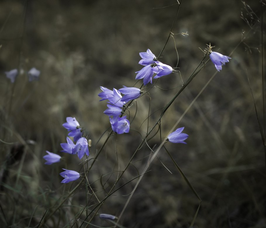 Колокольчик ползучий